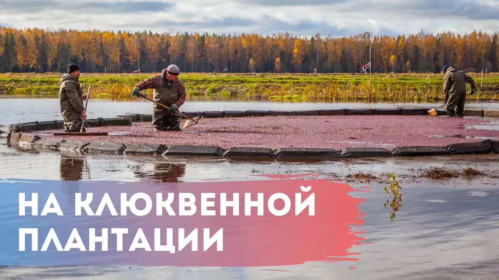 Еа клюквенной плантации в Костроме